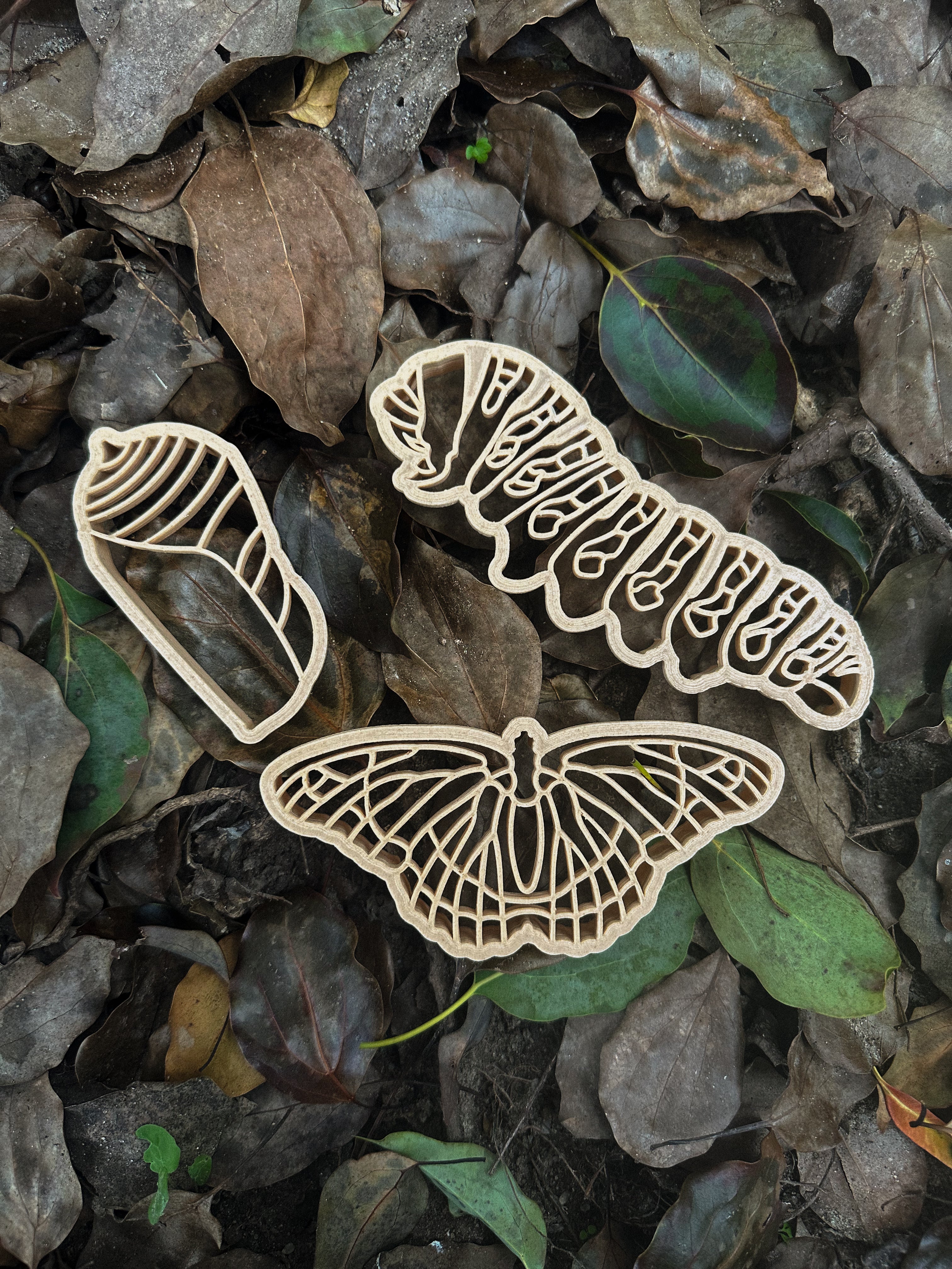 Monarch Butterly Lifecycle Eco Cutter Set